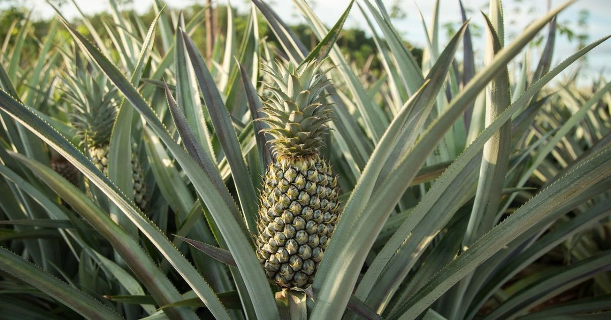 Grow Pineapple Plants