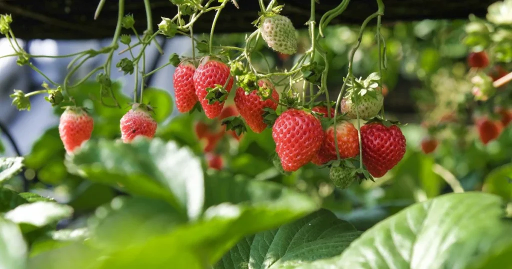 hydroponics strawberries