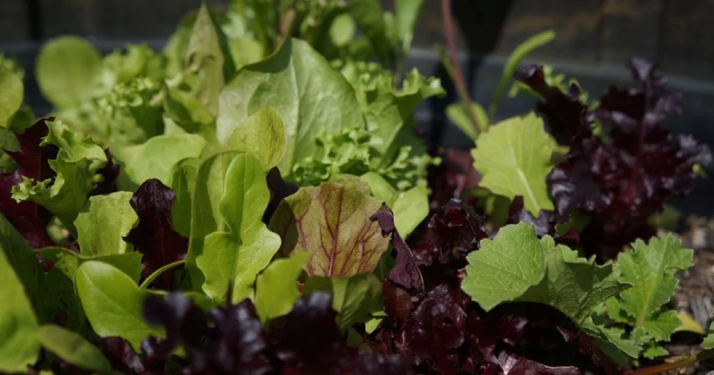 Lettuce Container Garden