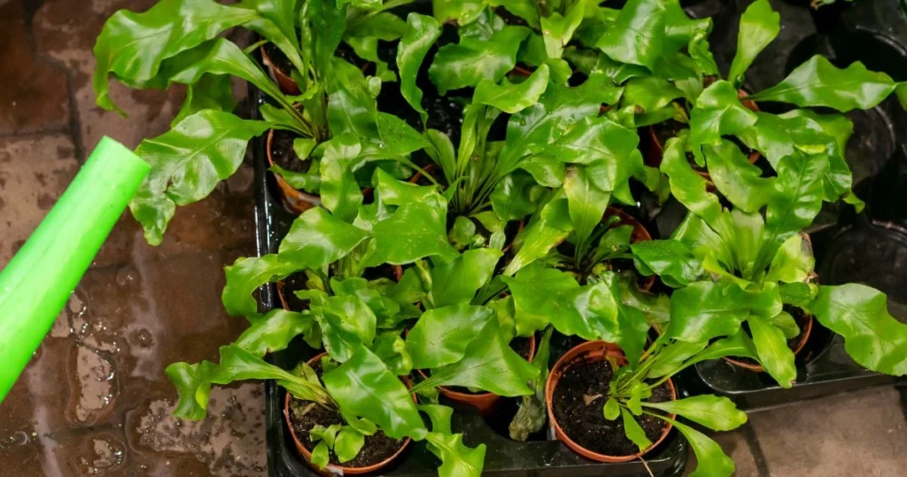 Lettuce Container Garden