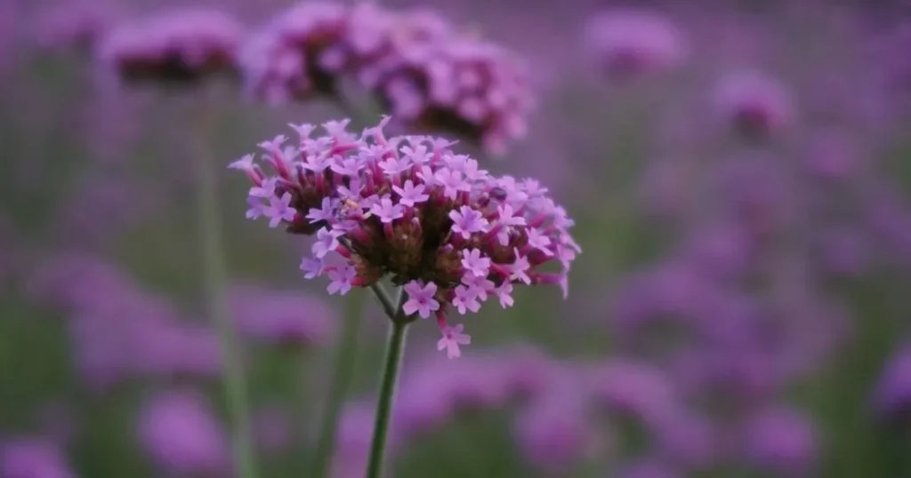 101 Purple Flowers