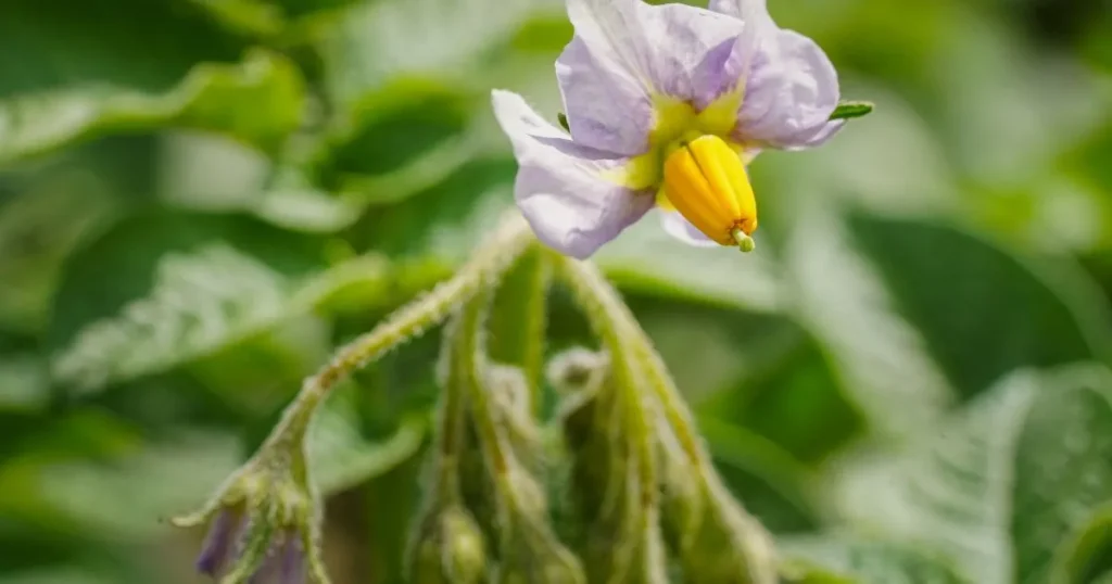 101 Purple Flowers