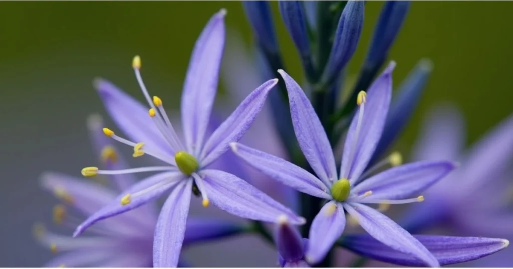 101 Purple Flowers