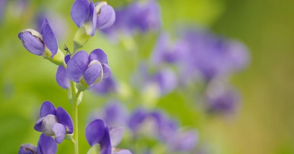 101 Purple Flowers