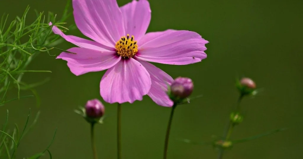 101 Purple Flowers