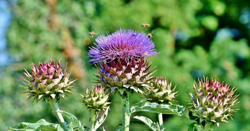 101 Purple Flowers