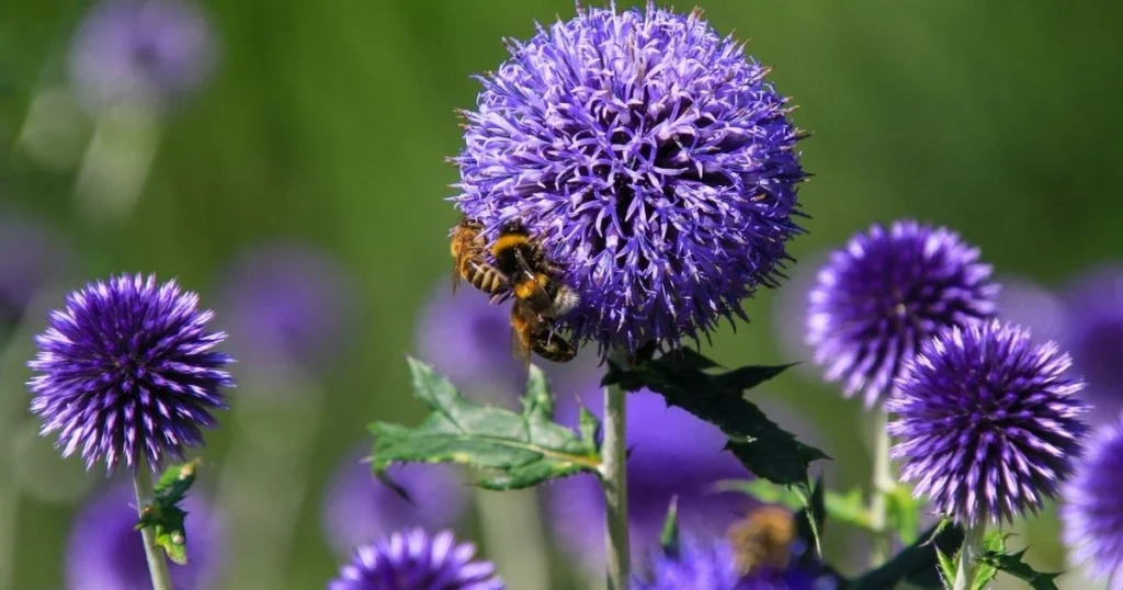 101 Purple Flowers