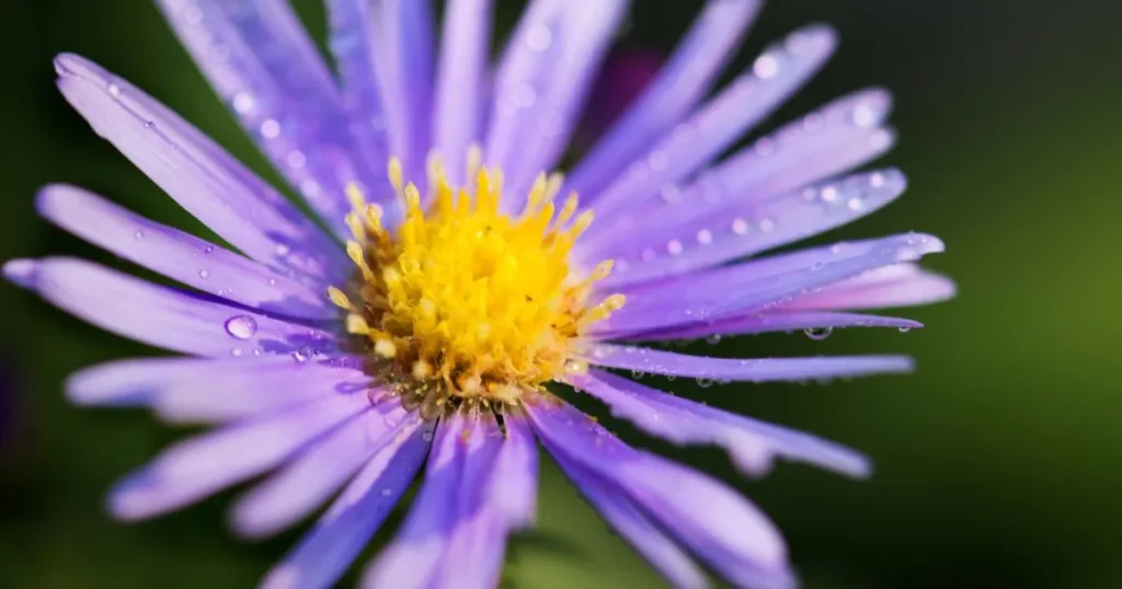 101 Purple Flowers