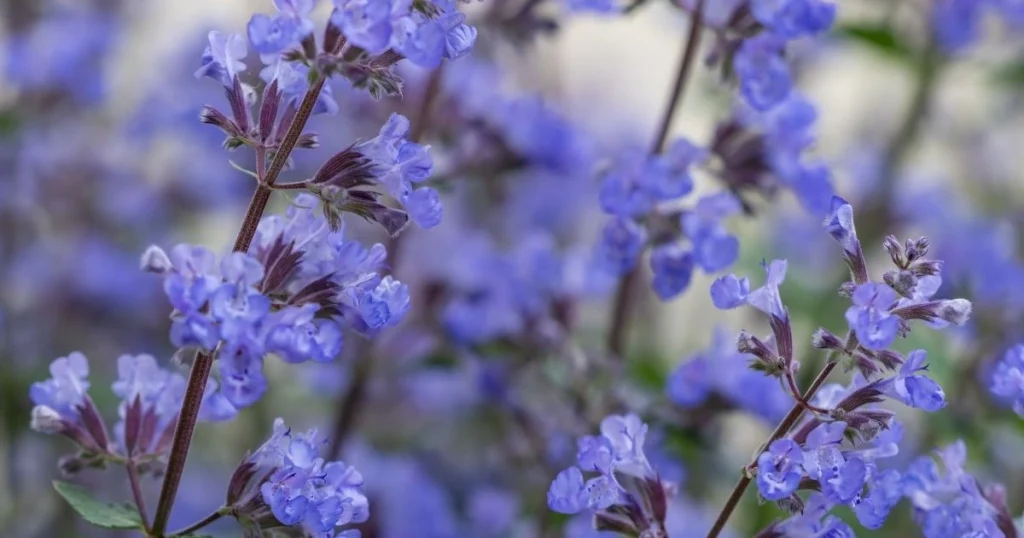 101 Purple Flowers