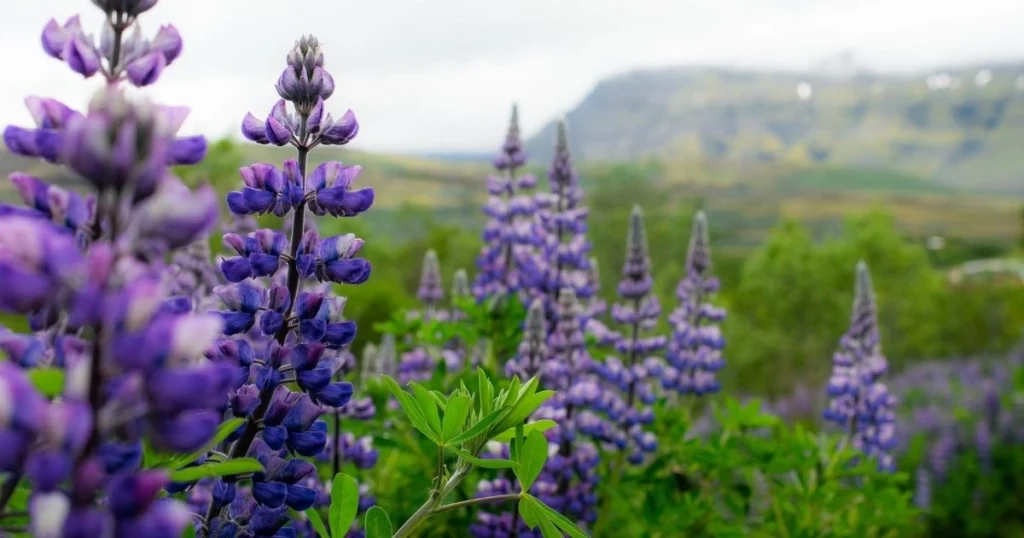 101 Purple Flowers