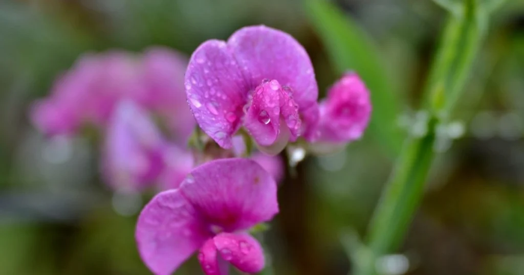 101 Purple Flowers