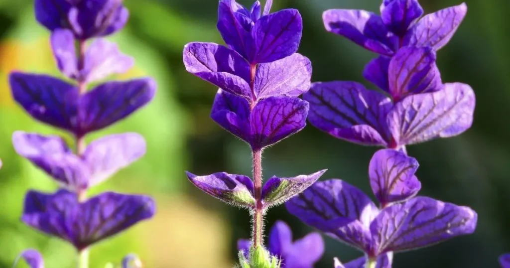 101 Purple Flowers