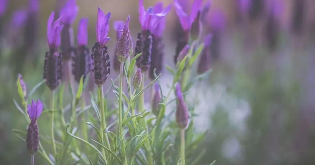 101 Purple Flowers