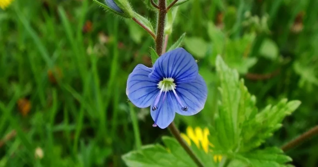 101 Purple Flowers