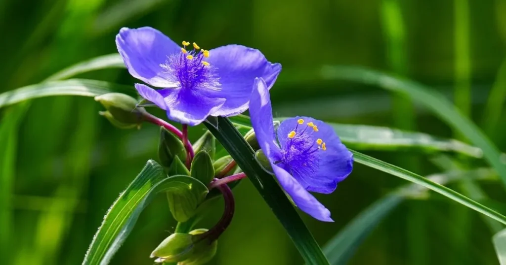 101 Purple Flowers