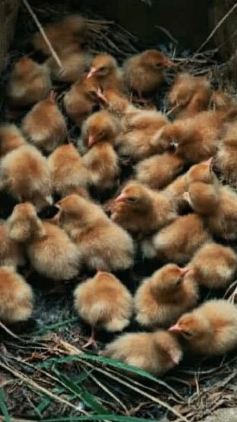 Chicken Breeds for Backyard Garden