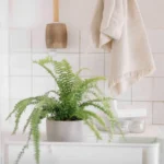 Humidity-loving bathroom plants for a green, spa-like atmosphere.