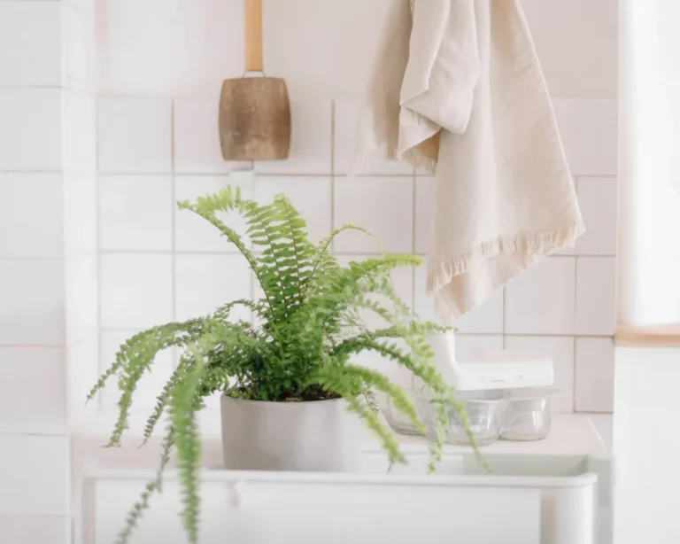Humidity-loving bathroom plants for a green, spa-like atmosphere.