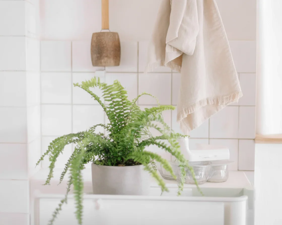Humidity-loving bathroom plants for a green, spa-like atmosphere.