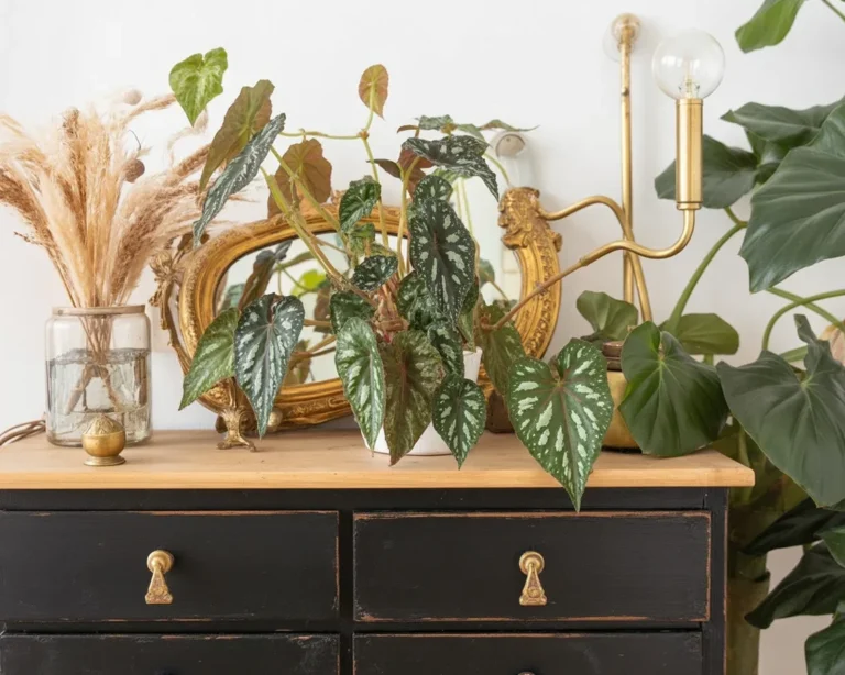 A selection of popular house plants brightening up a living room.