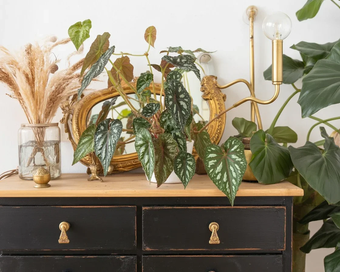 A selection of popular house plants brightening up a living room.