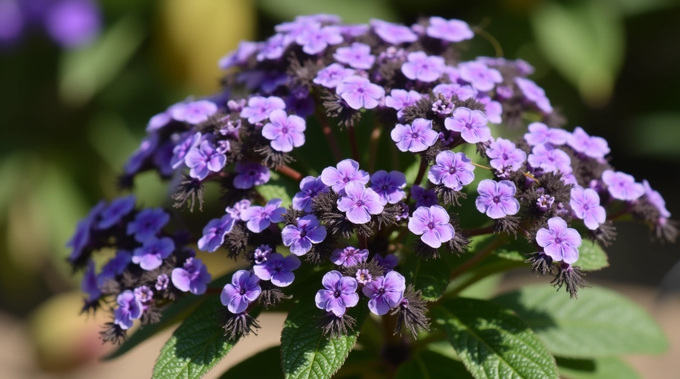 Care for Heliotropes