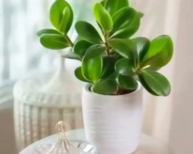 AUTOGRAPH TREE care guide with tips on light and watering for healthy growth.