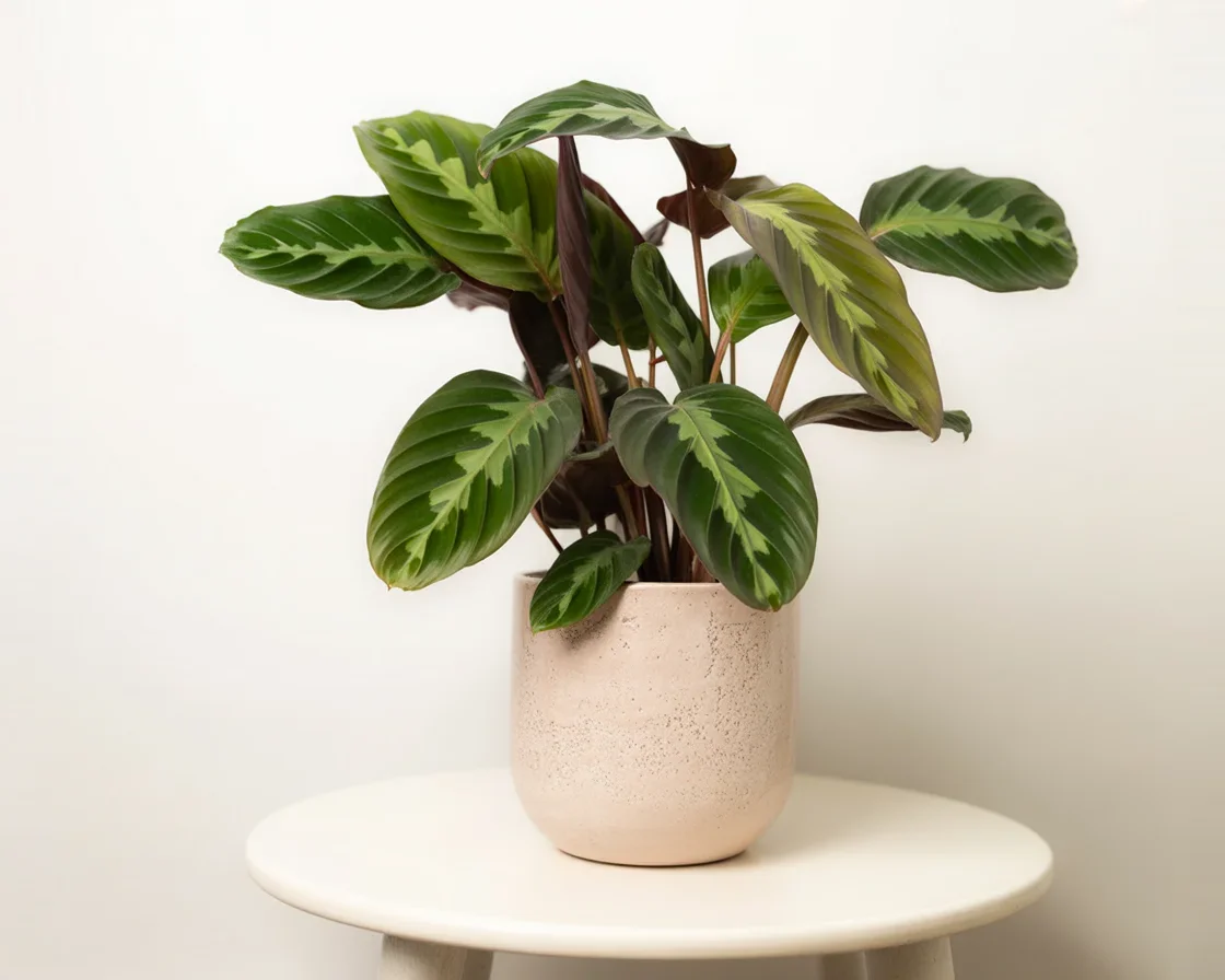 Close-up of a healthy prayer plant thriving in bright, indirect light with lush foliage.