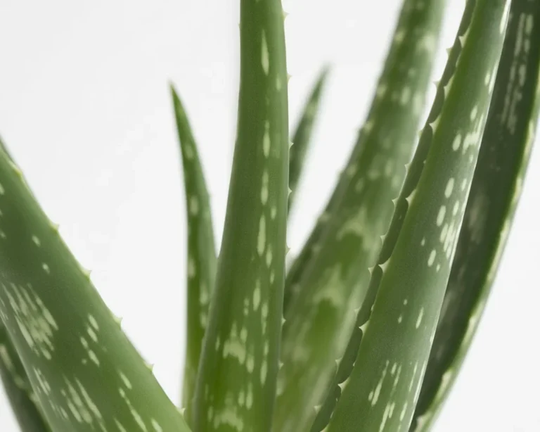 Healthy Aloe Vera plant in bright light, showcasing proper care techniques.