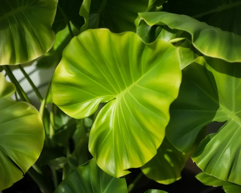 Healthy elephant ear plant thriving in bright room with optimal care.