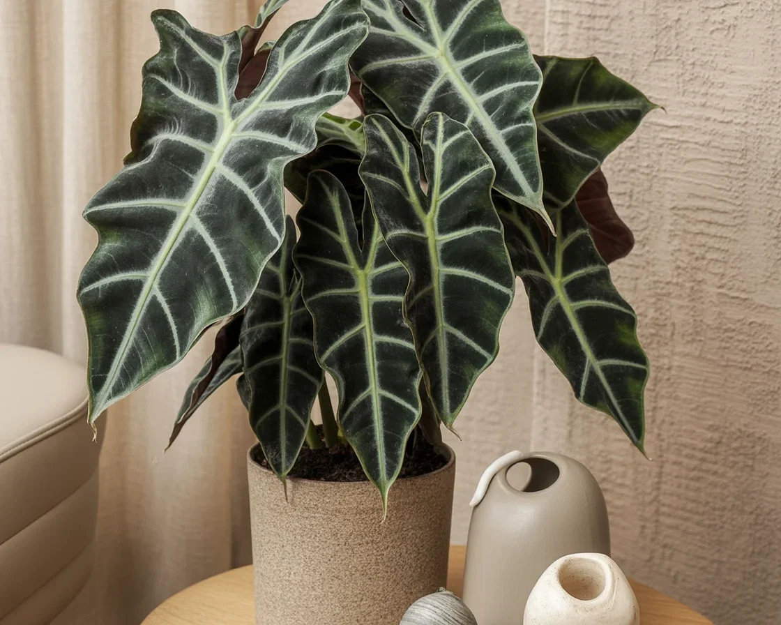 Beautiful Alocasia plant showing vibrant leaves indoors, perfect for home decor.