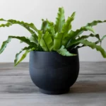 Bird's Nest Fern care tips for optimal growth in indoor environments.