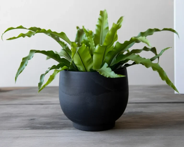 Bird's Nest Fern care tips for optimal growth in indoor environments.