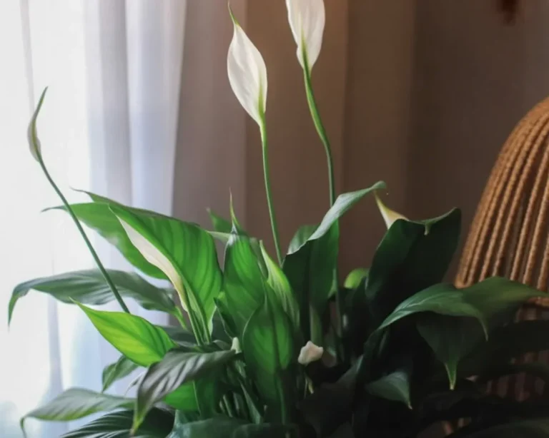 A healthy peace lily plant thriving in bright, indirect light with moist soil.