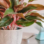 Healthy Chinese Evergreen plant in bright indoor setting showing lush foliage.