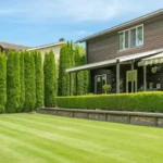 Fast growing evergreen trees for privacy, including Norway Spruce and Green Giant Arborvitae.
