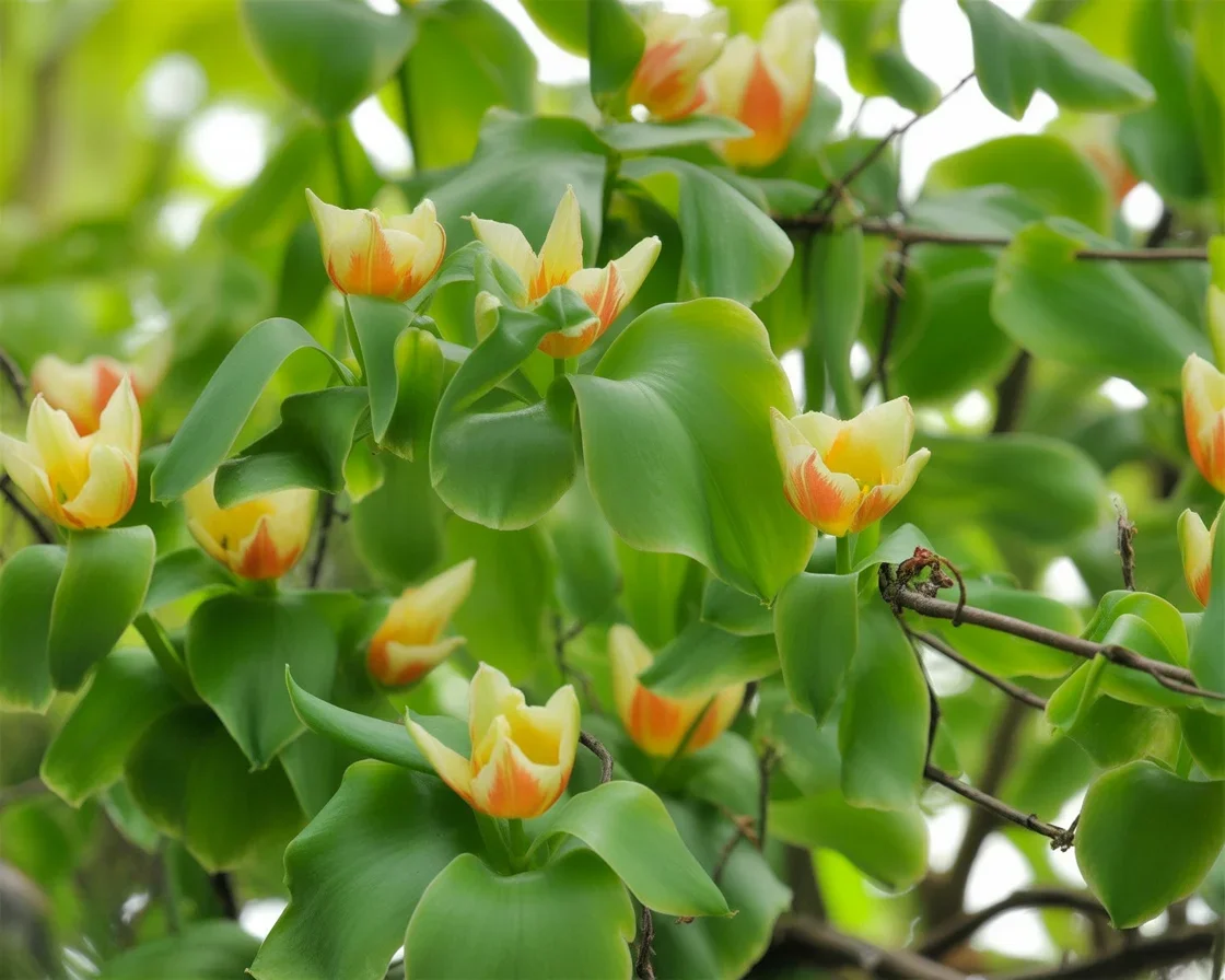 Tulip Poplar Tree with tulip-shaped flowers and bright green leaves in spring.