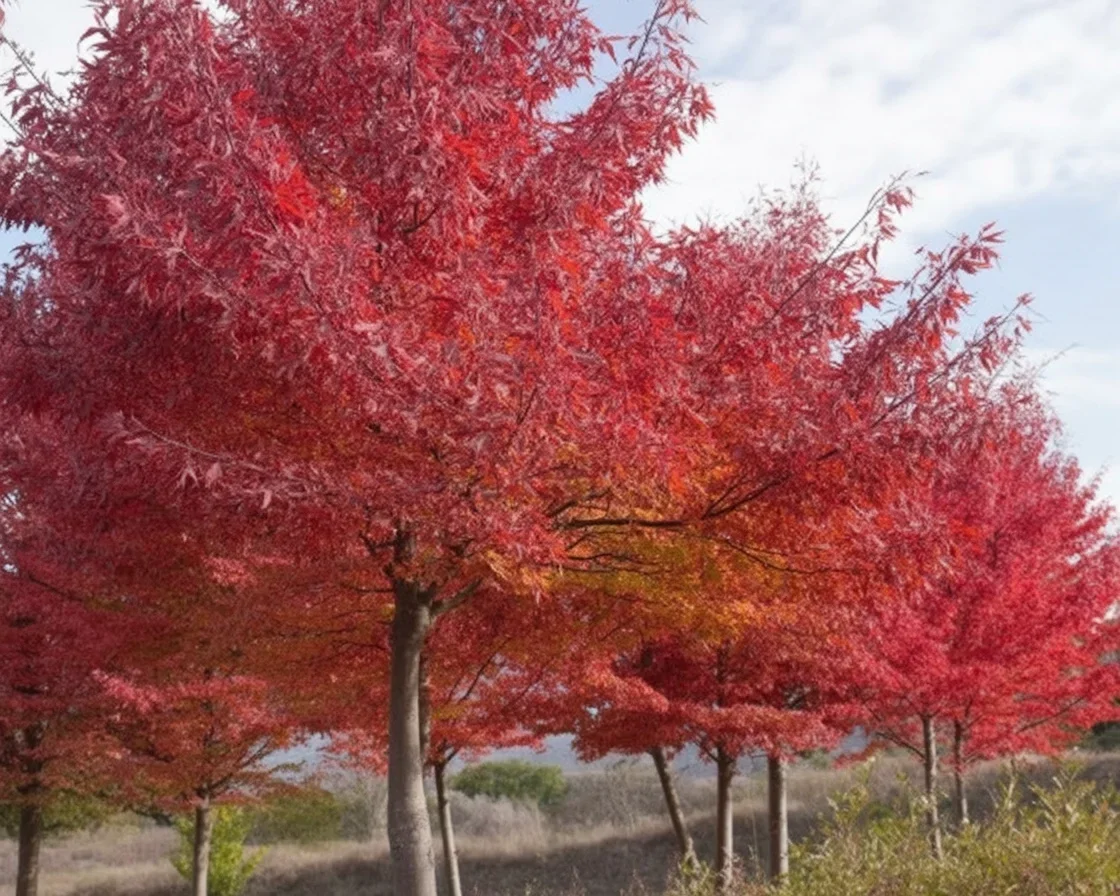 Stunning Red Maple Trees showcasing vibrant leaves in fall and beautiful red flowers in spring.