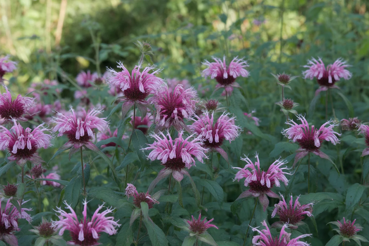 Cottage Garden Flowers