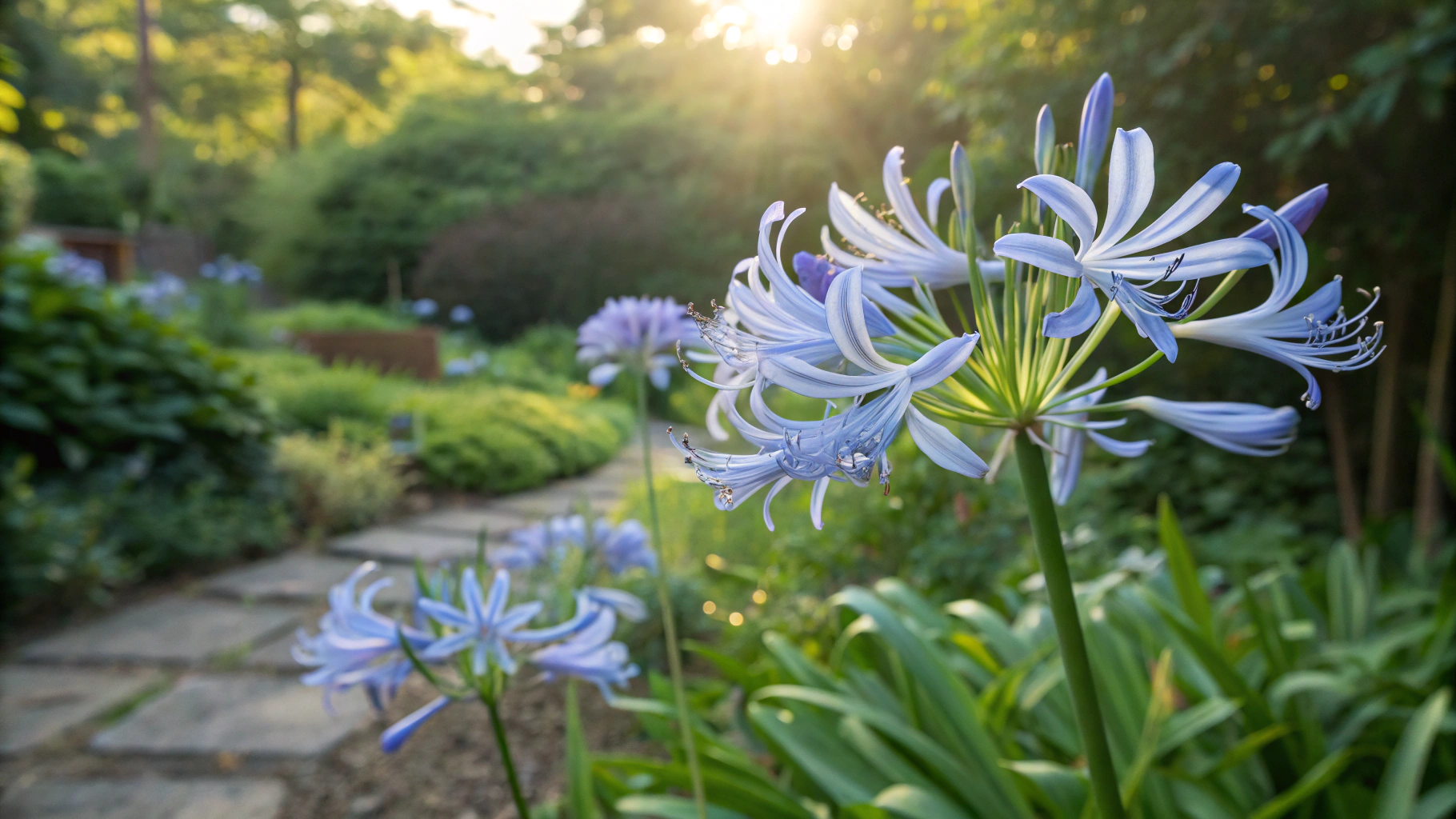 Blue Spider Lily