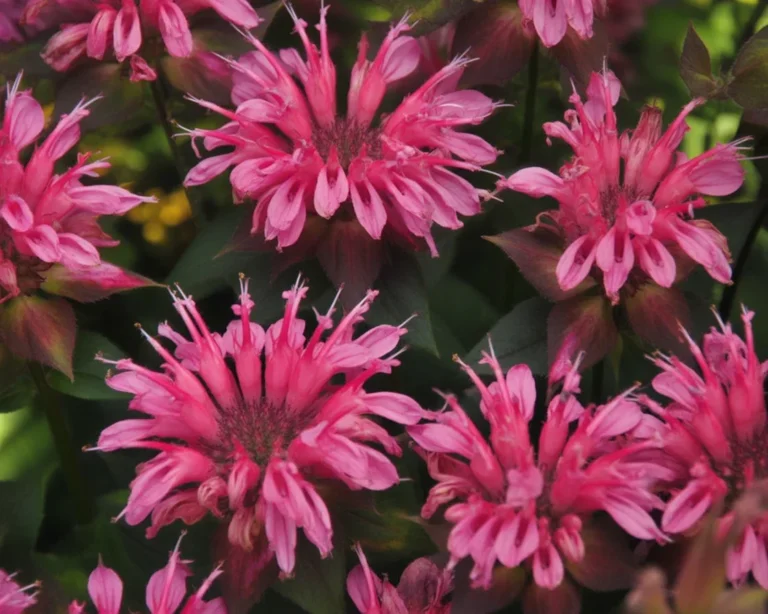 A collection of vibrant cottage garden flowers including roses, peonies, and foxgloves.