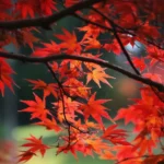Flower Bed Japanese Maple showcasing rich foliage in a garden setting