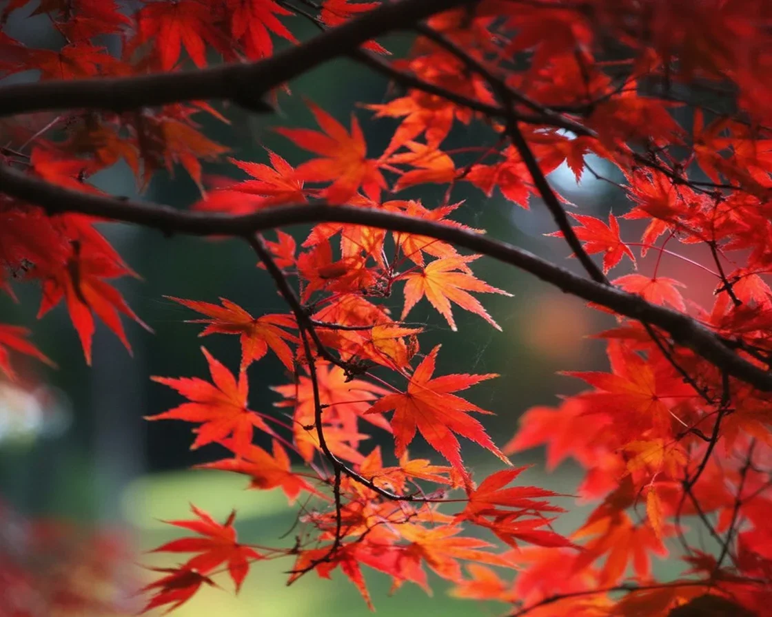 Flower Bed Japanese Maple showcasing rich foliage in a garden setting