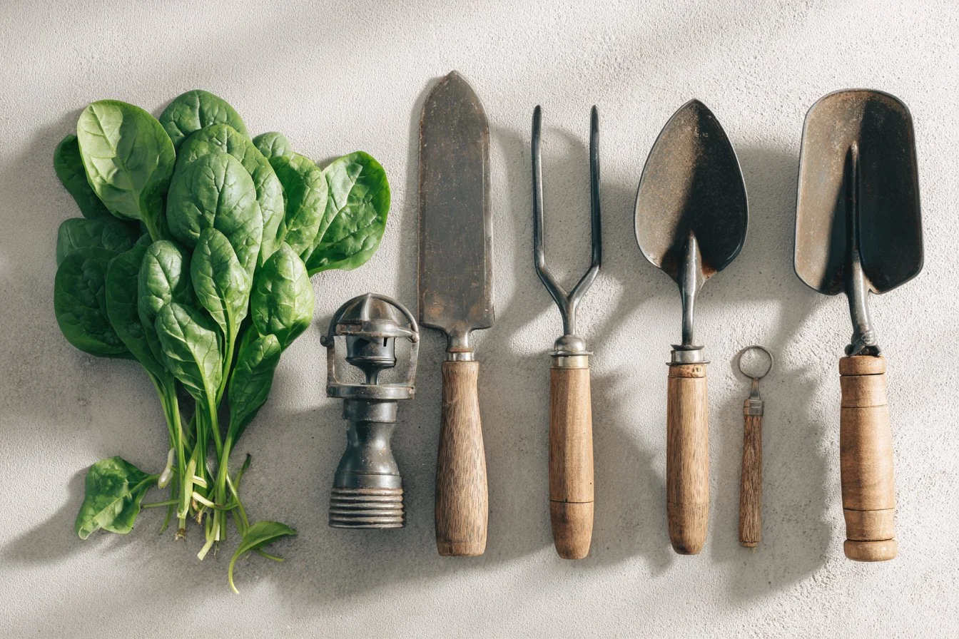 How to Grow Spinach at Home